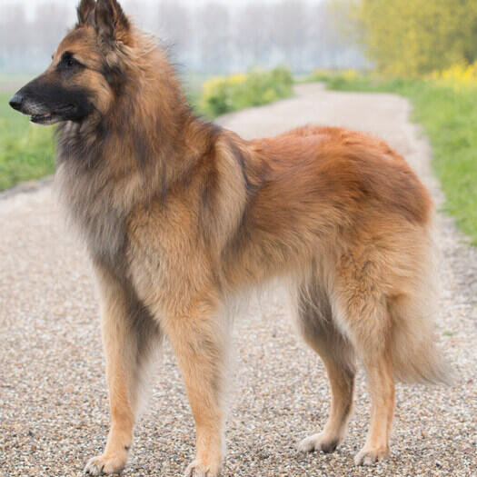 Grey store belgian tervuren